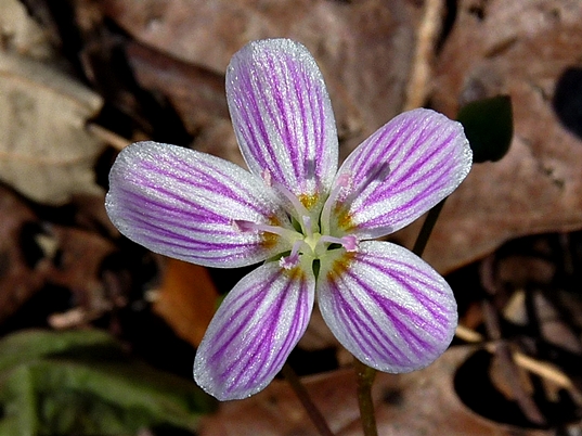 {Claytonia caroliniana}